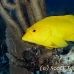 grouper_coney_gw_lc_h_0207_cay3395.jpg